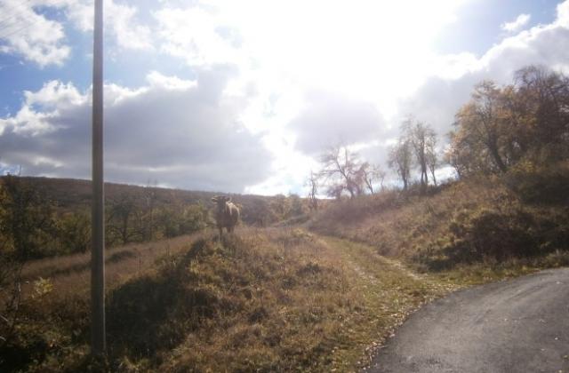 В цялата страна има мъгла, в област Габрово - слънчево време и добра видимост