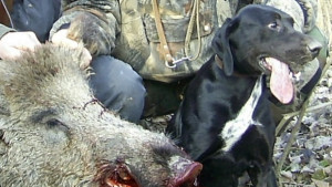 5 случая на трихинелоза за година в областта