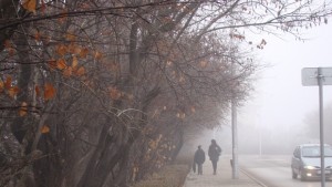 Изсичат 17 Юдини дървета край Водната кула