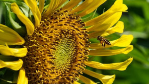 Eвропа страда от недостиг на пчели