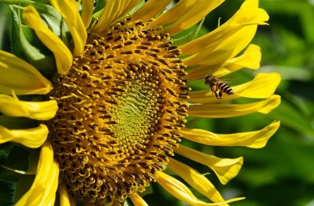 Eвропа страда от недостиг на пчели
