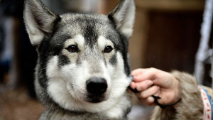 Каишка следи здравословното състояние на кучето