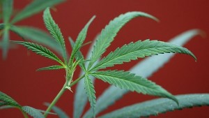 Марихуаната е легална Време е за регулация и данъци