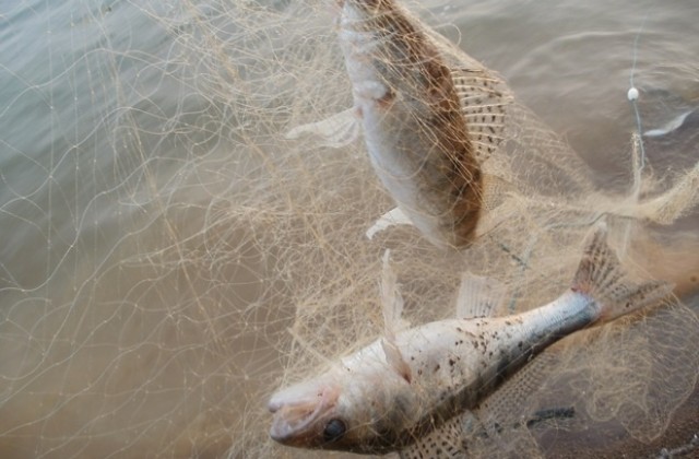 Иззеха близо 27 кг. риба с неясен произход