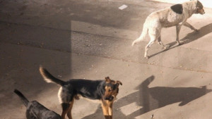 Няма да ни глобяват ако храним бездомни животни