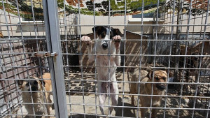 609 бездомни кучета са осиновени през миналата година