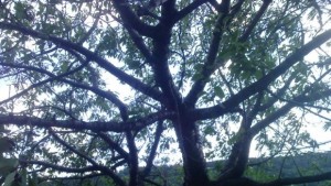 Ден на растителната защита 16 януари