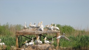 50 къдроглави пеликана са вече в Сребърна