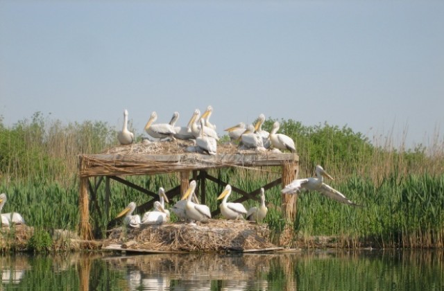 50 къдроглави пеликана са вече в Сребърна