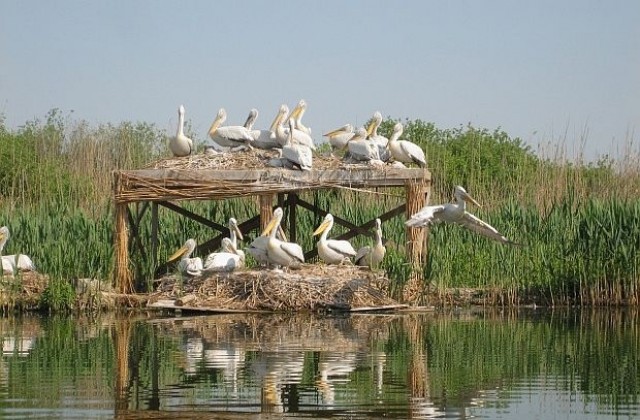 50 къдроглави пеликана са вече в Сребърна