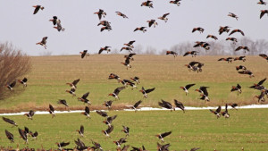 Организират преброяването на водолюбивите птици