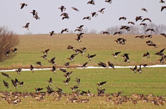 Организират преброяването на водолюбивите птици