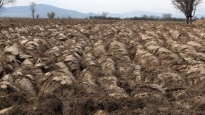 Увеличават се сделките със земеделска земя в Стара Загора