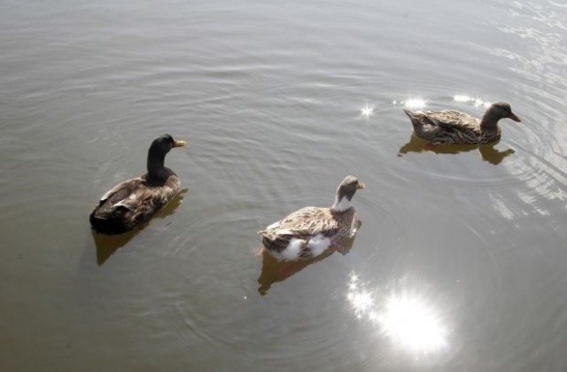 Експерти на РИОСВ-Русе са установили нарушение при преброяването на водолюбивите птици