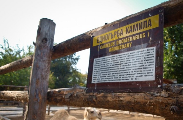 Рекорден брой посетители в зоопарка заради топлото време