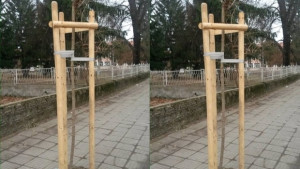 59 фиданки засаждат в Севлиево