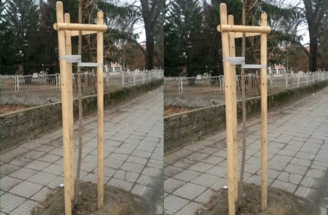 59 фиданки засаждат в Севлиево