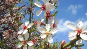 Варненци спасиха 851 дървета от отсичане и Дарик помогна