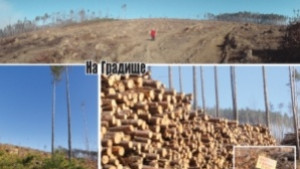 Дватри бора са оцелели след смерча и прочистването на падналата