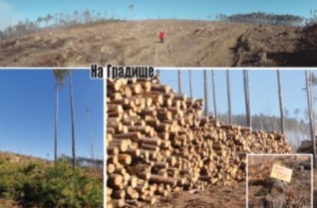 Два-три бора са оцелели след смерча и прочистването на падналата маса