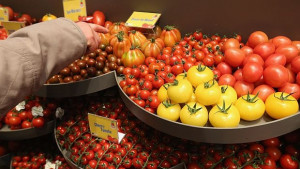 Учени създадоха лилави ГМО домати