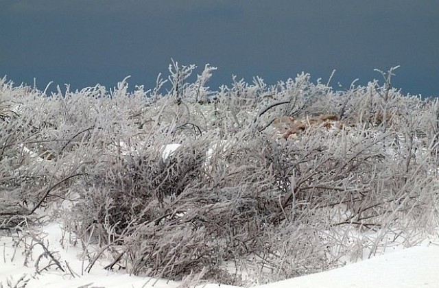 Температурата във Варна пада до -11 градуса през нощта