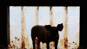 Литва унищожава 90 от свинете в страната заради африканска чума