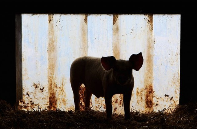 Литва унищожава 90% от свинете в страната заради африканска чума