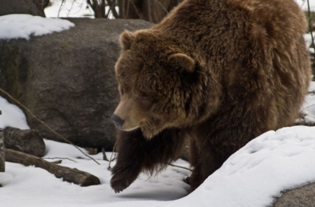 Кафявите мечки ще се движат свободно в „зелена гора”