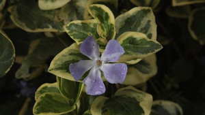 Учени създават растения киборги