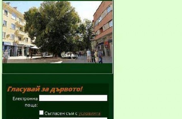 ГЕРБ-Сливен: Да гласуваме за Стария бряст !
