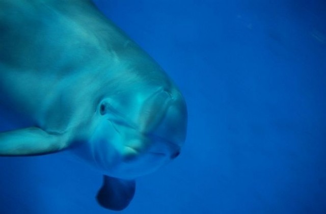 Стотици мъртви делфини по крайбрежието на Перу