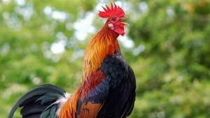 На Петльовден се почита мъжката сила