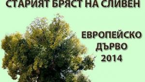 Старият бряст продължава убедително да води в надпреварата Европейско дърво