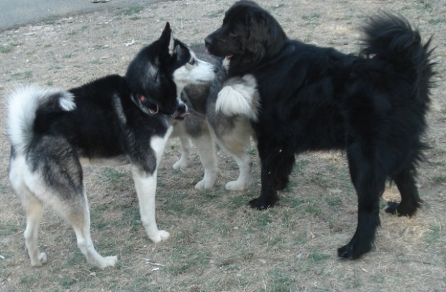Правят втори приют за бездомни кучета в Стара Загора
