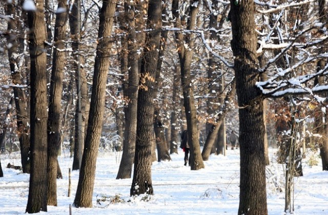 Горски предотвратиха бракониерство във Войнежа