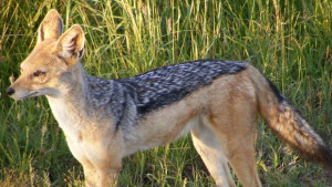 50 вълка и 12 чакала са отстреляни от ловците на