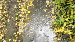 Експерти обсъждат управлението на биоотпадъци