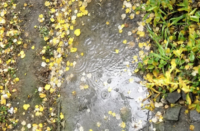 Експерти обсъждат управлението на биоотпадъци