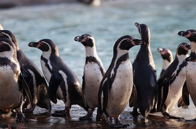 Пингвини на антидепресанти заради лошото време на Острова