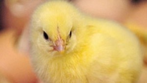 5000 патки изгоряха при пожар