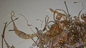 Търг за златен накит с марков дизайн в НАП