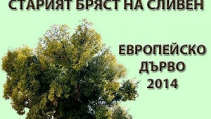 МГЕРБ Сливен с кампания за Стария бряст