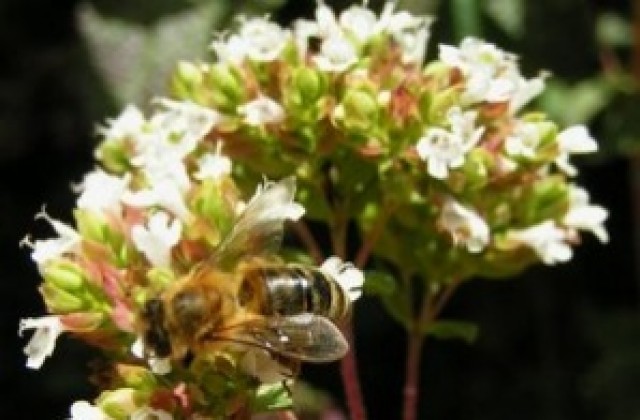 Пчелните семейства в областта са 8 829, от ОДБХ им желаят медоносна година