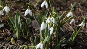 Очаква ни топло за сезона време зимата си отива
