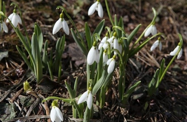 Очаква ни топло за сезона време, зимата си отива