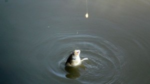 Риба щука не се лови от 15 ти февруари