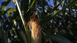 12 държави искат Еврокомисията да не разрешава отглеждането на ГМОцаревица