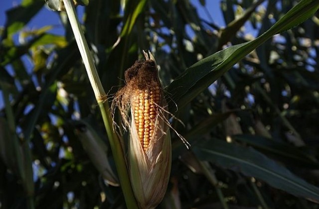 12 държави искат Еврокомисията да не разрешава отглеждането на ГМО-царевица