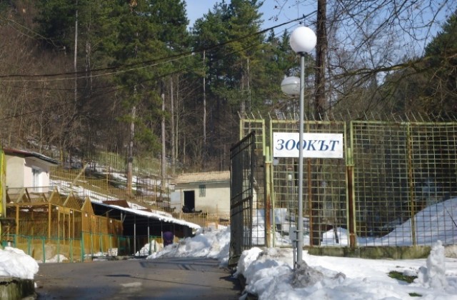 До септември трябва да бъде готов проектът за разширение на зоокъта